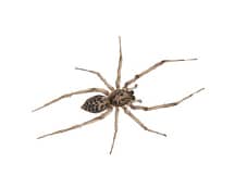 house spider in a nashville home