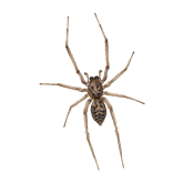 house spider found in middle tennessee