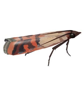 https://cdn.branchcms.com/vD2Y7zdbaW-1210/images/pest-identification/indian-meal-moths.jpg