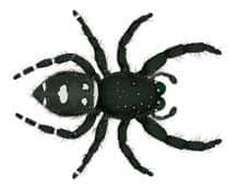 jumping spider illustration