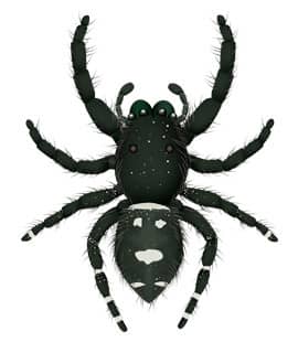 Jumping Spiders - Nature's Way Pest Control