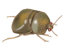 green kudzu bug