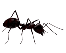 little black ant illustration
