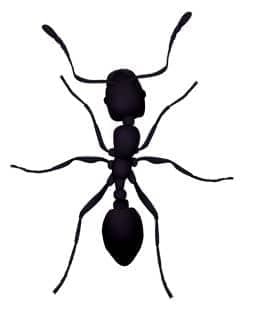 Little Black Ants,Cardamom Spice