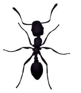 How To Get Rid Of Little Black Ants Common Ant Identification