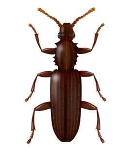 sawtoothed grain beetle