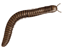 illustration of a millipede