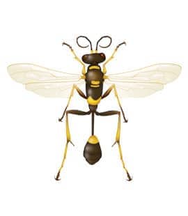 Get Rid of Mud Daubers - Mud Dauber Stings, Info & More