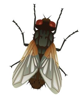 What are cluster flies and how do you get rid of a cluster fly infestation?