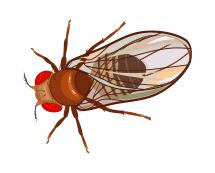 fruit fly illustration