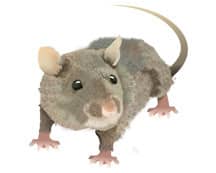 Learn More About Norway Rats norway rat illustration