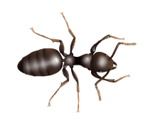 odorous house ant illustration