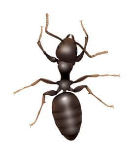 Odorous House Ants Can Be Quite The Nuisance For TN Homeowners odorous house ant found in hendersonville tn