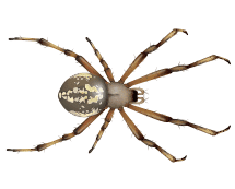 Learn More About Orb Spiders orb spiders illustration
