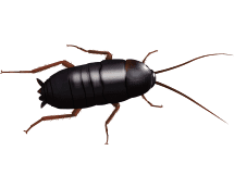 oriental cockroach illustration