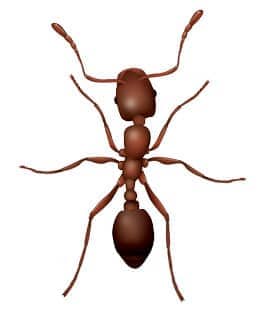 illustration of pharaoh ant