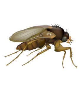 phorid fly illustration