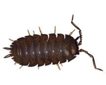 Learn More About Pill Bugs pill bug illustration