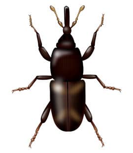 Rice Weevils Pest Control Services