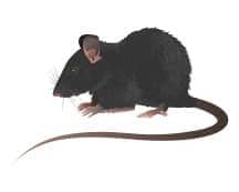 Learn More About Roof Rats roof rat
