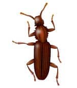 illustration of sawtooth beetle