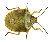 Learn More About Stink Bugs stink bug illustration