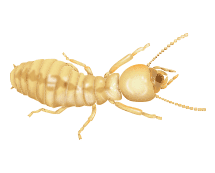 Learn More About Termites illustration of a termite
