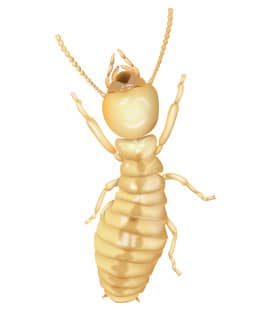 termites found in middle tennessee