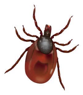Ticks Are Known To Spread Many Diseases To Humans tick found in middle tennessee