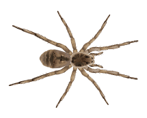 Learn More About Wolf Spiders wolf spider illustration