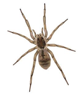 Are Wolf Spiders Poisonous?