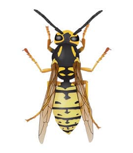 How To Get Rid Of Yellow Jackets Yellow Jacket Identification