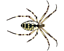 Learn More About Zipper Spiders zipper spider illustration