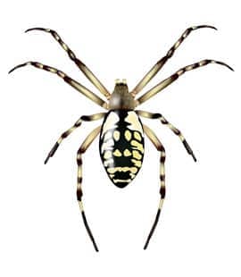 Spiders  Facts & Identification, Control & Prevention