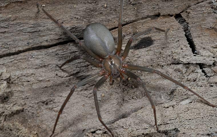 Will it Bite Me?! Handling a Brown Recluse! 