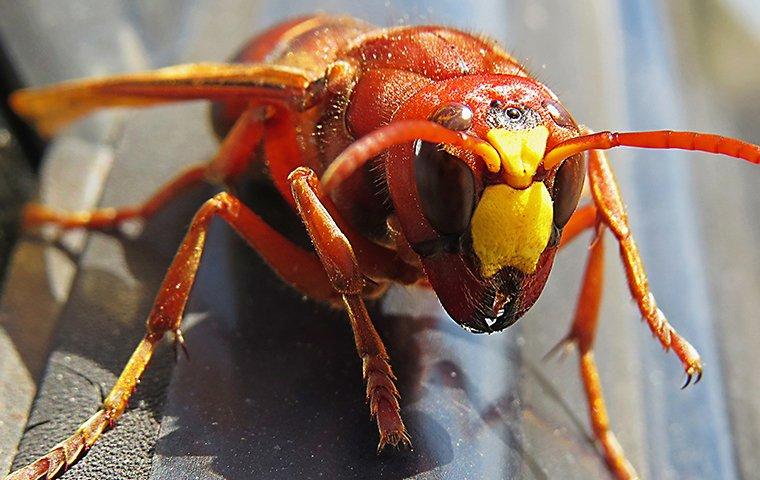 a red paper wasp on a porch