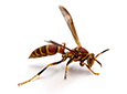 red paper wasp