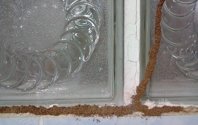 termites near window