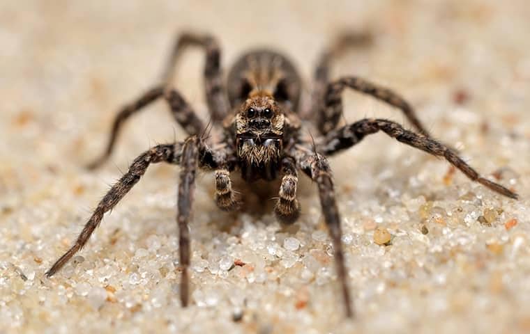 a wolf spider outside of a tennessee home