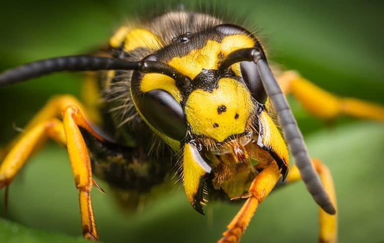 Yellow Jackets Are Dangerous close up on a yellow jacket