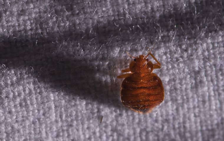 a bed bug crawling inside of a residential bedroom in virginia beach virginia