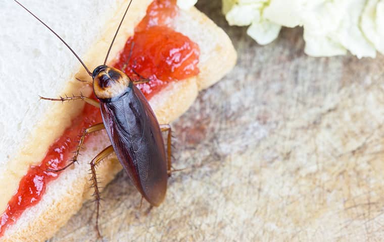 a cockroach crawling on a sandwich inside of a kitchen in suffolk virginia