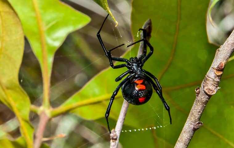a black widow crawling on a web outside in williamsburg virginia