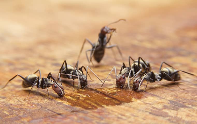 carpenter ants crawling on a table in a seaford virginia home