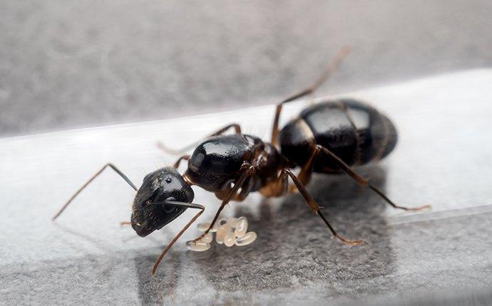 a carpenter ant crawling in a kitchen