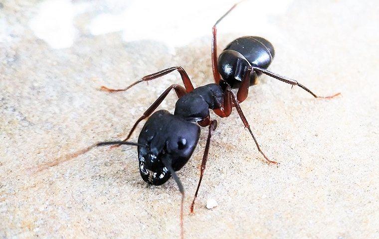 a carpenter ant on a piece of wood