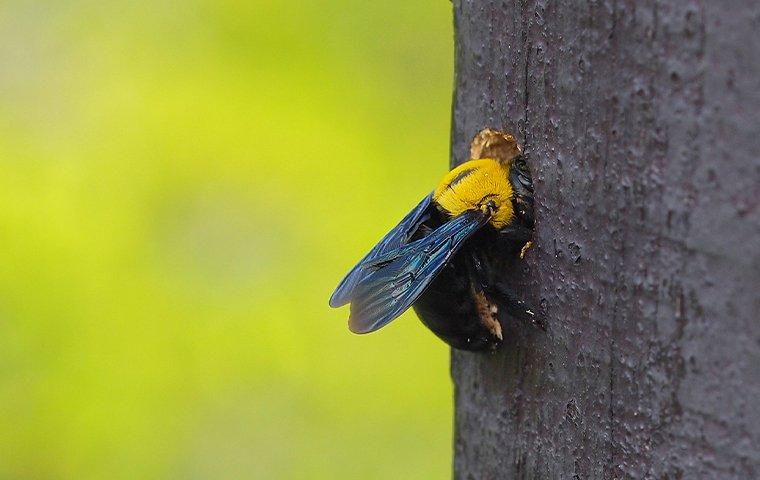 a carpenter bee partly inside a wooden post