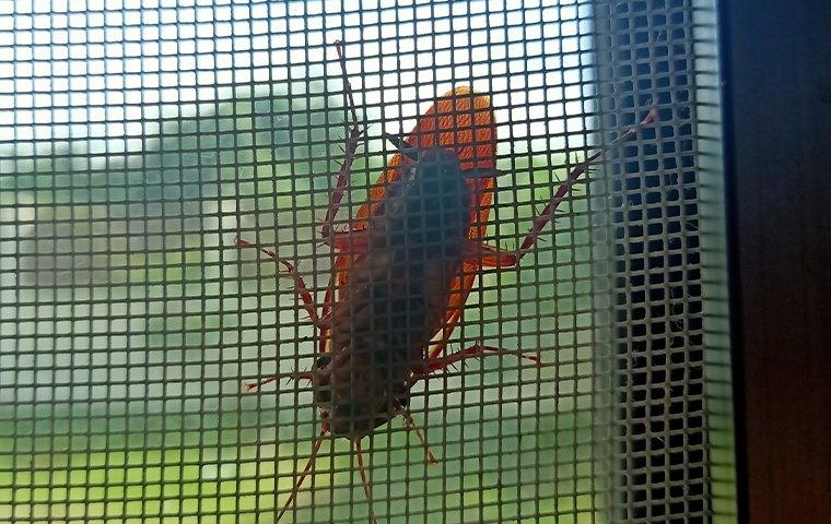 a cockroach crawling on a window screen