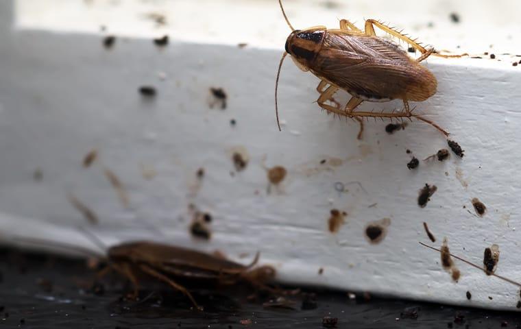 Keep Disease- Carrying Cockroaches Out Of Your Kitchen a german cockroach staining a norfold virginia kitchen counter top with fecal matter
