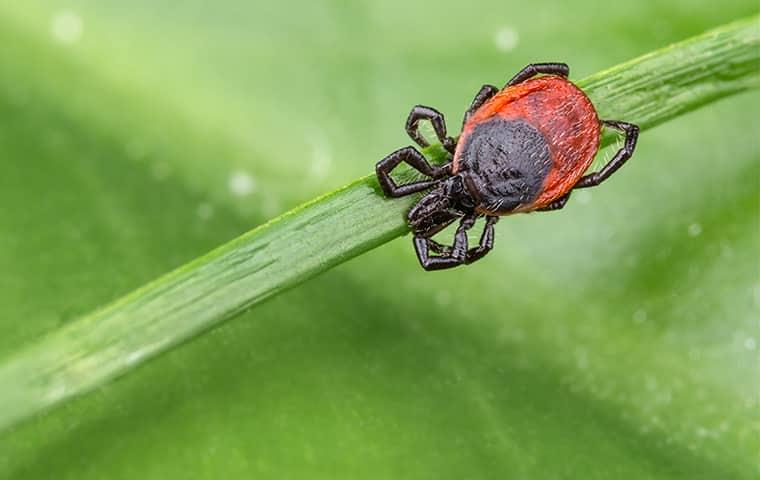 a red deer tick strattling a this green blade of grass as it waits for his nest host to walk by